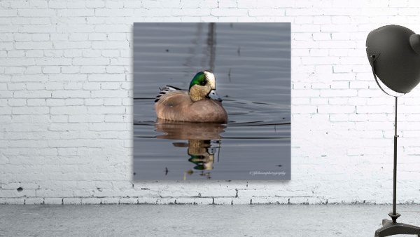Widgeon  Wall Preview