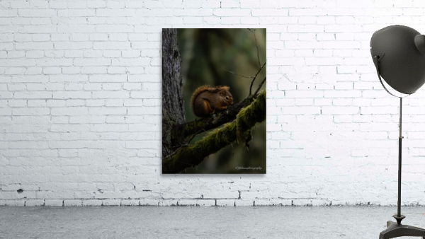 Douglas Squirrel  Wall Preview