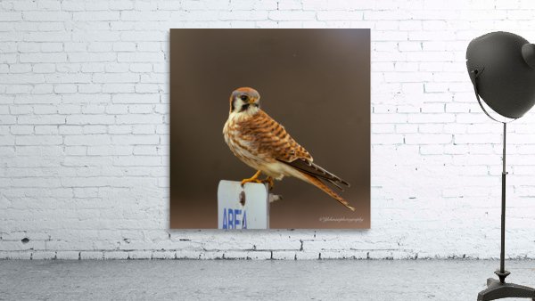 Kestrel Wall Preview