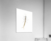 Damselfly Nymph Acrylic Print