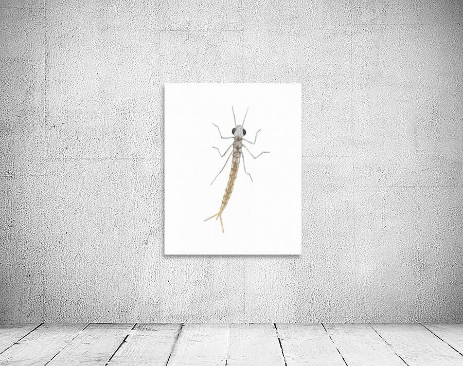 Damselfly Nymph Wall Preview