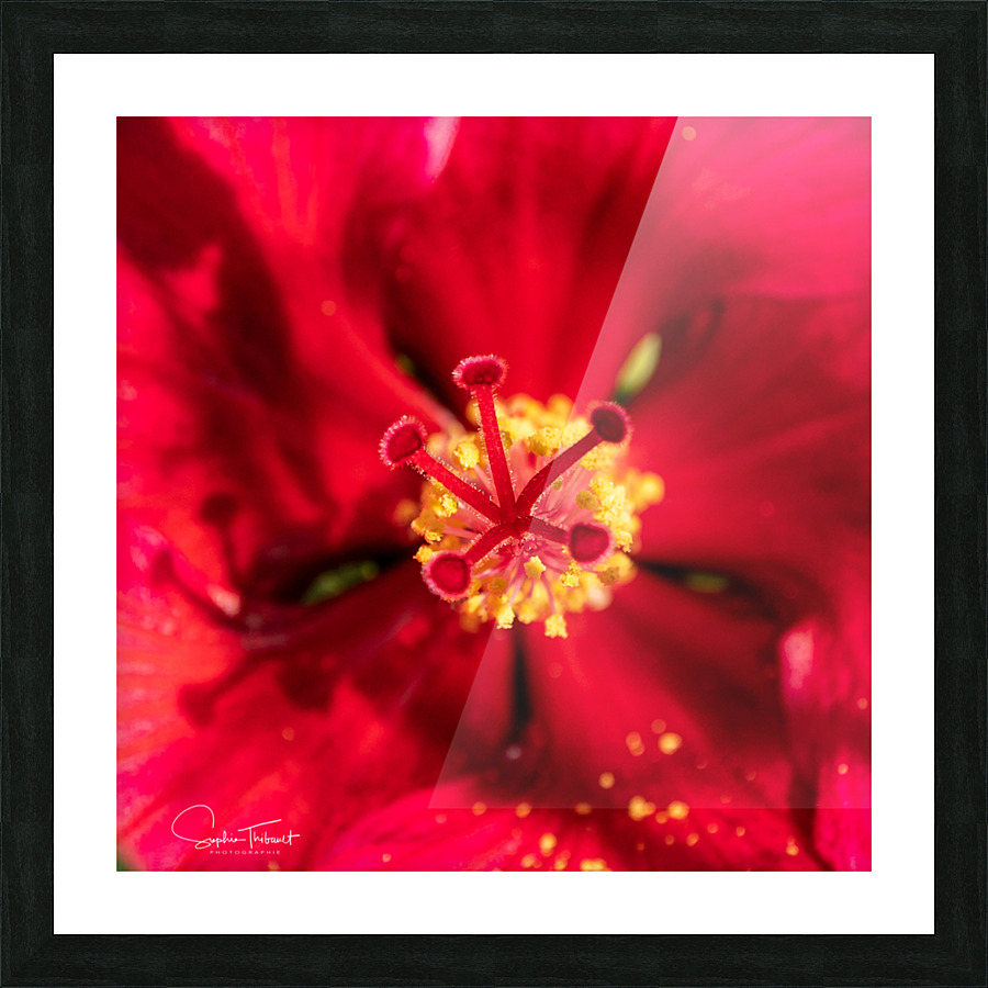 Pistil et pollen Picture Frame print