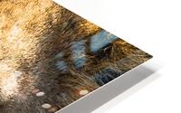 Gros minou HD Metal print