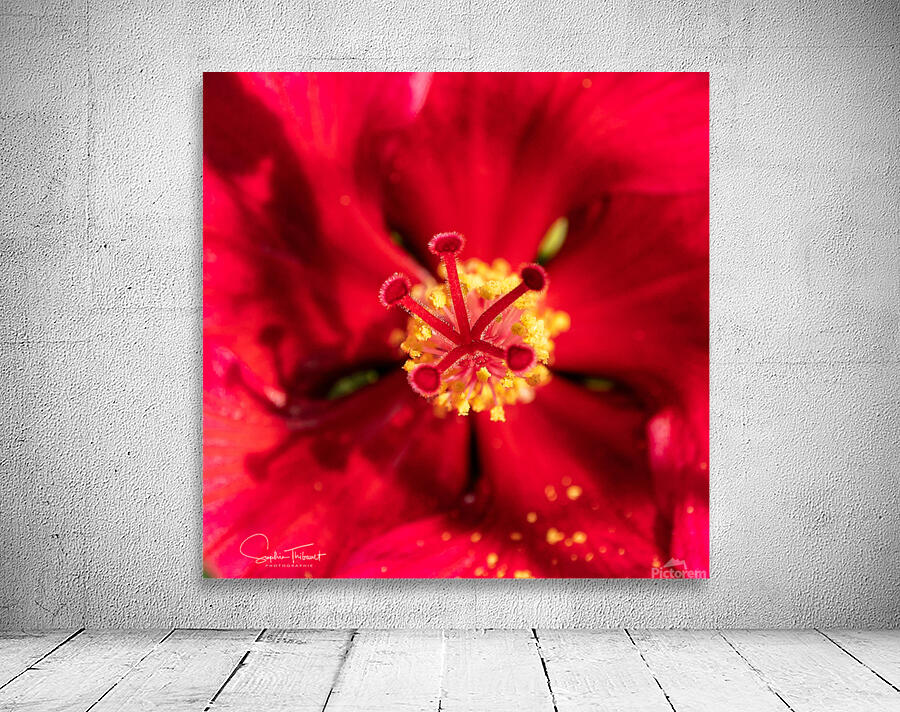 Pistil et pollen Wall Preview