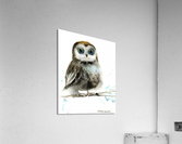 Little owl on a branch 4 Acrylic Print