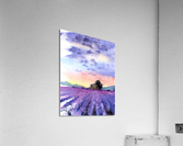 Lavender field Acrylic Print