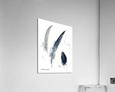 Gray Crowned-Crane feathers Acrylic Print