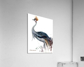 Gray Crowned-Crane Acrylic Print