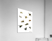 bumblebees Acrylic Print