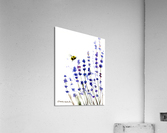 Lavender and bee Acrylic Print