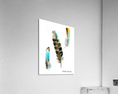 Owl feathers Acrylic Print