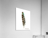 Owl feather Acrylic Print
