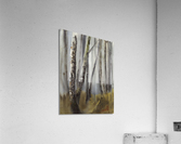 Birch Grove Acrylic Print