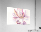 Magnolia flower Acrylic Print