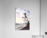 Palm beach Acrylic Print