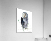 Gray owl Acrylic Print