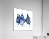 Pigeon Gang Acrylic Print