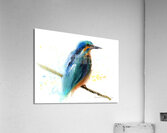 Kingfisher Blue Bird Acrylic Print