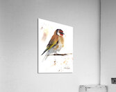 Goldfinch Bird Acrylic Print