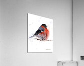 Bullfinch Bird Acrylic Print
