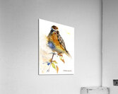 Meadow Bird Acrylic Print