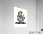 Watercolor owl Acrylic Print