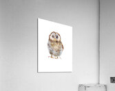 Little owl Acrylic Print