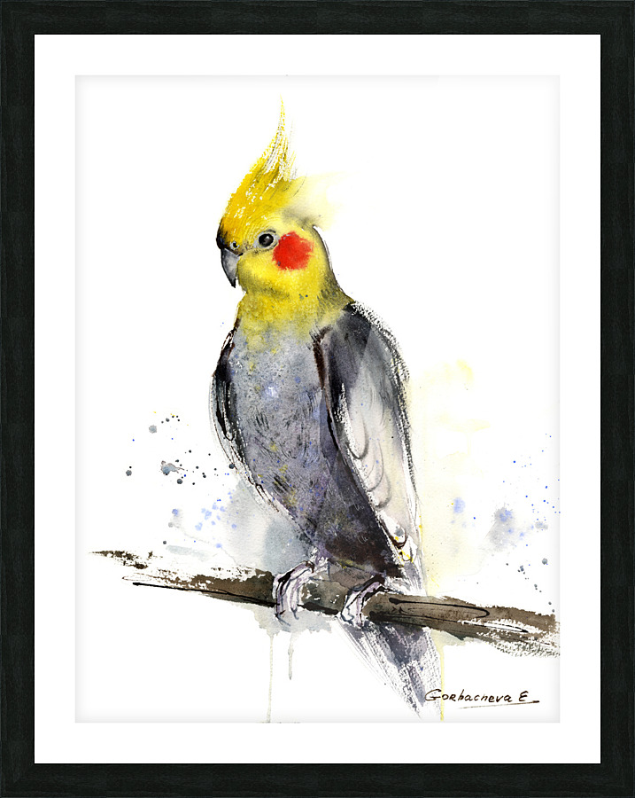 Cockatiel  Picture Frame print