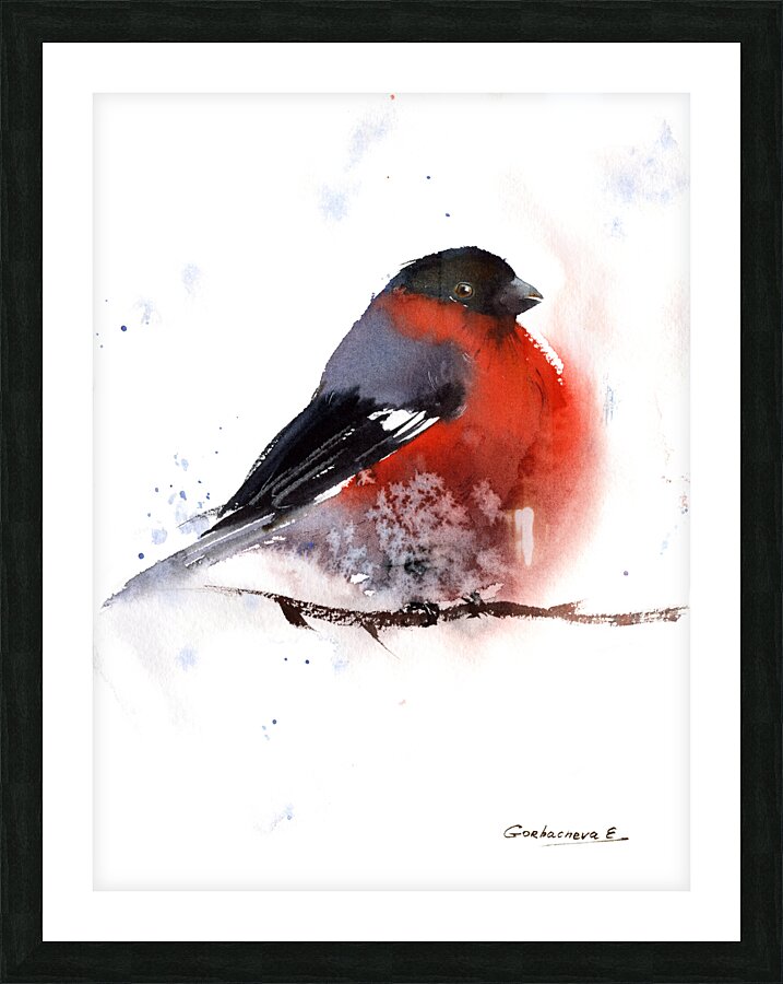 Bullfinch Bird Picture Frame print