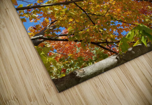 Fall Maple Canopy Brian Elliott puzzle