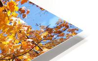 Fall Maple Canopy HD Metal print