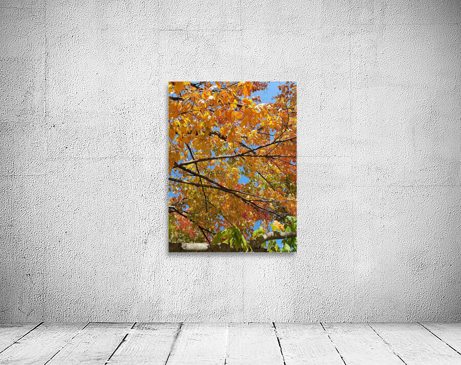 Fall Maple Canopy Wall Preview