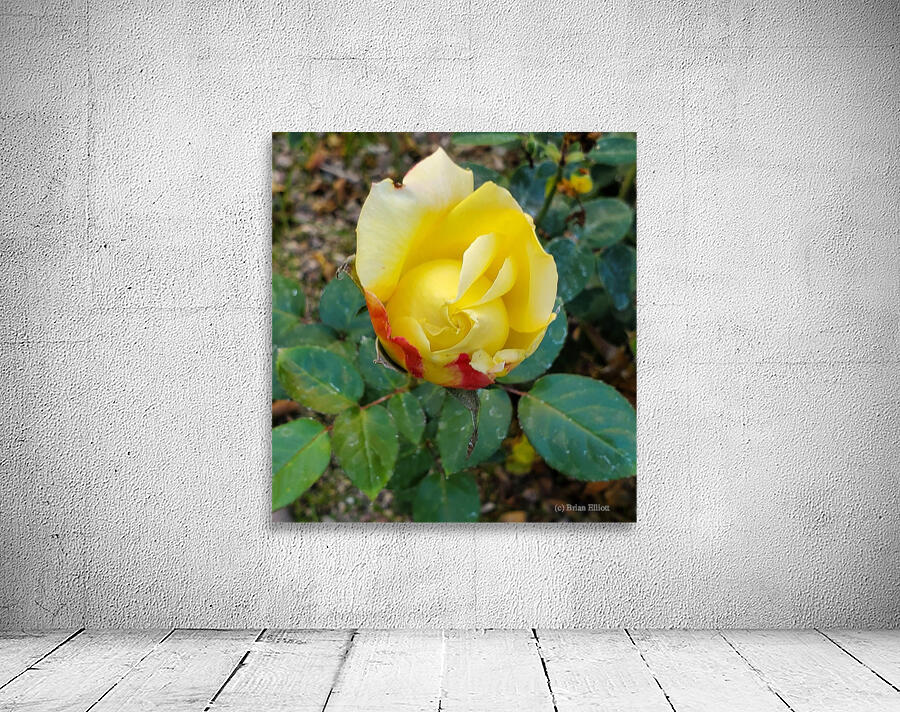 Yellow Rose Wall Preview