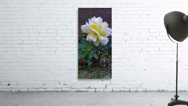 White Rose Wall Preview
