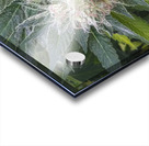 420 Love Acrylic print