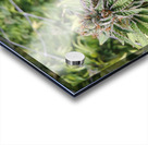 Cannabis  Acrylic print