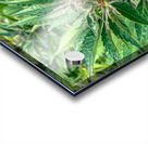Cannabista  2 Acrylic print
