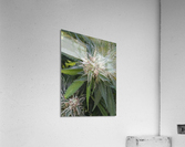 420 Love Acrylic Print