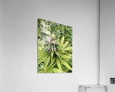 Cannabis  Acrylic Print