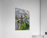 420   Acrylic Print