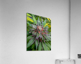 Untitled 17 Acrylic Print