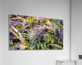 Untitled 15 Acrylic Print