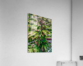 Untitled 18 Acrylic Print