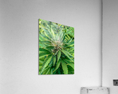 Cannabista  2 Acrylic Print