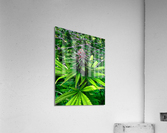 Cannabista  3 Acrylic Print