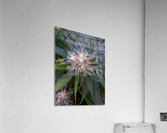 Legacy Grower Acrylic Print