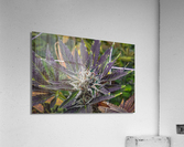 Sunset 420 Acrylic Print