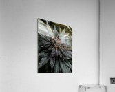 Too Stoned  Acrylic Print