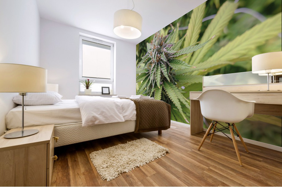 Cannabis  Mural print