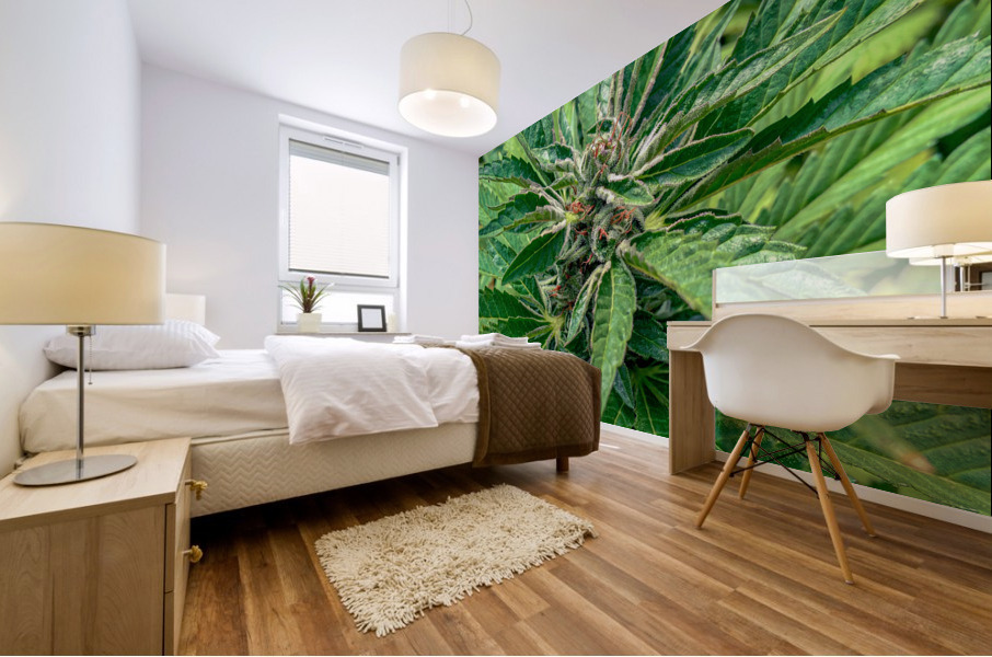 Cannabista  2 Mural print